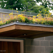 living roof