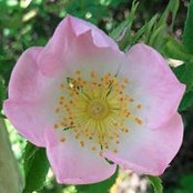 Silvia Minocchi's photo