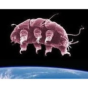 Foto von Tardigrade Water-bear
