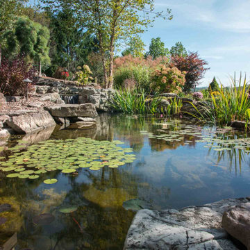 Ecosystem Koi Pond