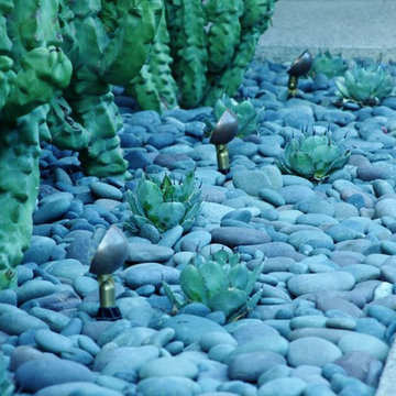 Contemporary Cactus Garden