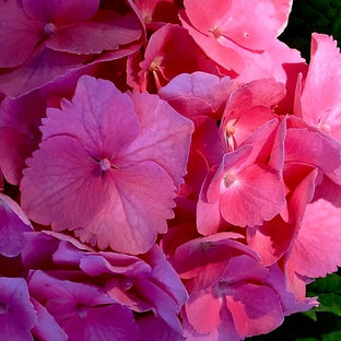 Mittelgroßer, Halbschattiger Stilmix Garten im Sommer, neben dem Haus in Sonstige