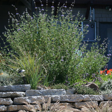 Fairlands Back, California Natives and Edibles