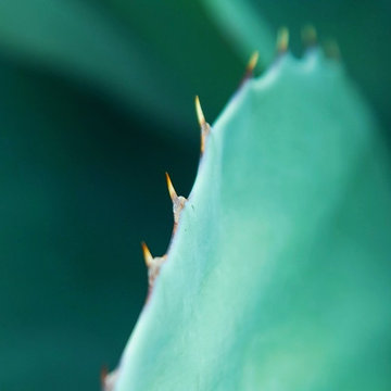 Plants in the Landscape