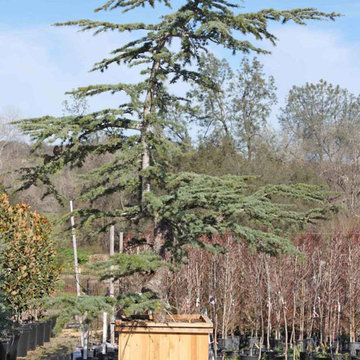 Specimen Plants
