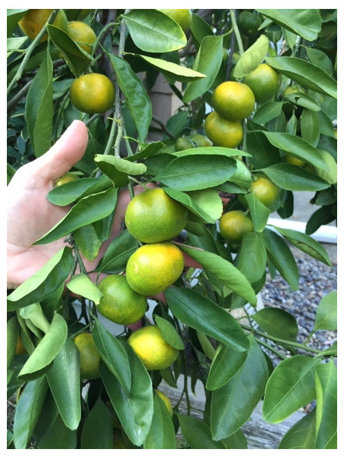 Satsumas are really good already.