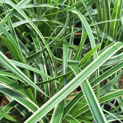 Current Featured Plants - Products