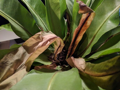 Bird S Nest Fern In Dire Straits