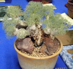 some interesting plants at the sgv css | Houzz Forum