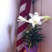 Diane Trzcinski's photo