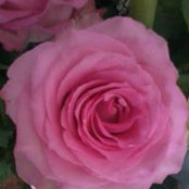 Sophie Hingant's photo