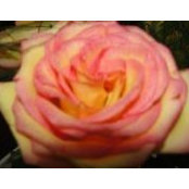 Carol Hodgson's photo