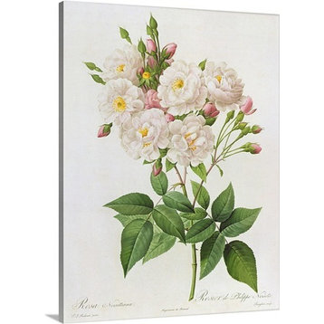 "Rosa Noisettiana, Fromles Roses, 19Th Century 9Coloured Engraving" Premium