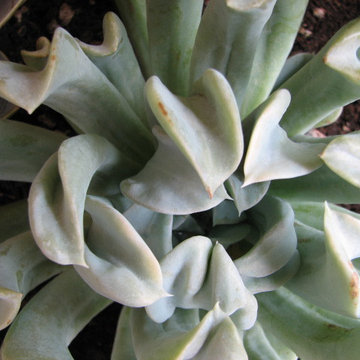 MicroScapeR(sm) Landscape MakeOver Projects