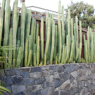 Coastal Palm Garden