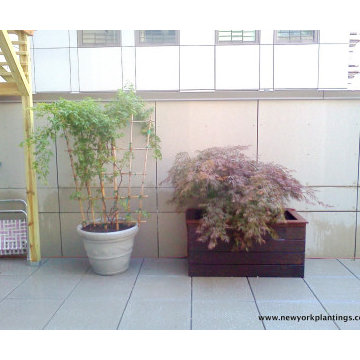 Outdoor planters by New York plantings