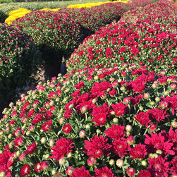 Current Featured Plants - Products