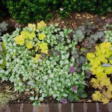 Landscape Ideas
