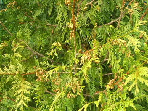 One of 30 Green Giant Arborvitae turning yellow