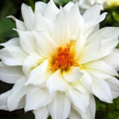 Ashlee Kinsella's photo