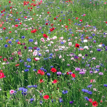 California Native Plants