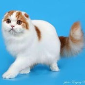 Елена Медяная's photo