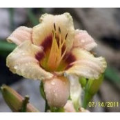 Brenda Rosenberg's photo