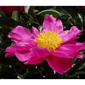 Phyllis Peoples's photo