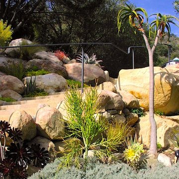 Succulents
