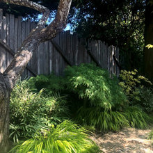 Garden Fence