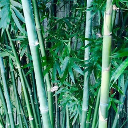 Bamboo installations - Products