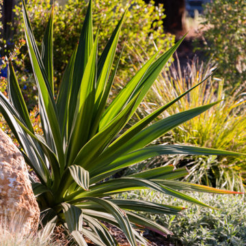 Beautiful "New Normal" California Landscape