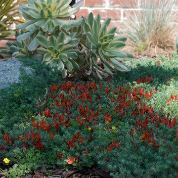 Low Water Lotus berthelotii spreads through Garden Landscape