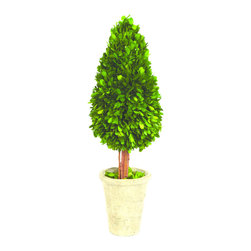 French Market 10401 22" Preserved Boxwood Water Drop Topiary - Artificial Plants And Trees
