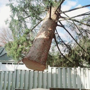 Guardian Tree Company