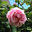 Jardinier 0 Carbone