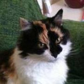 Angela Mortell's photo