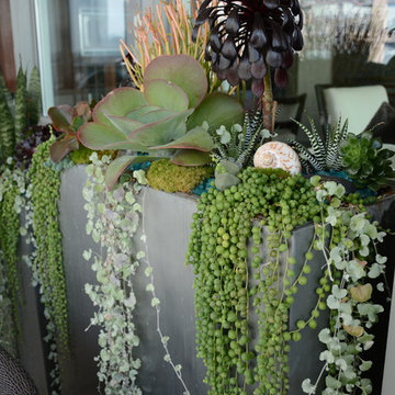 Modern Succulent Garden 2014
