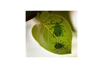 Tree Service Las Vegas