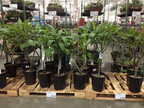 And Another Costco Surprise