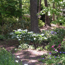 wooded area