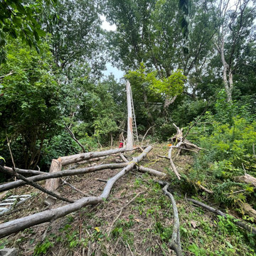 Before-After Tree Cutting
