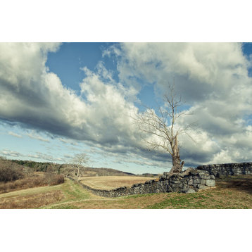 Dead Tree and Stone Wall Landscape Photo Unframed Wall Art Print, 18" X 24"