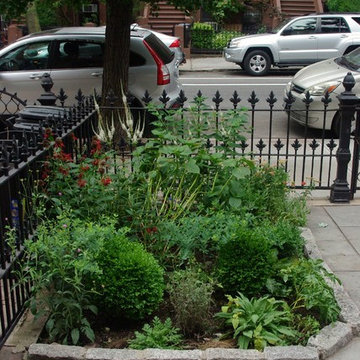 Carroll Gardens, Brooklyn Front Garden II