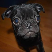 Kelly Terwilligar's photo