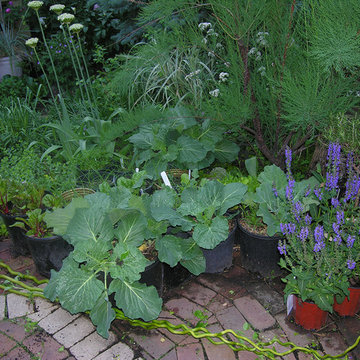 Vegetable variety | Artistry Landscaping Design