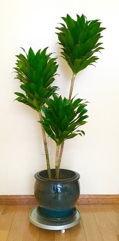 Question about repotting Dracaena Compacta | Houzz Forum