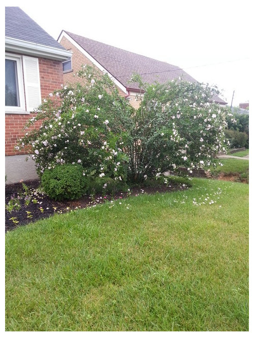 rose of Sharon bush is falling over? ?