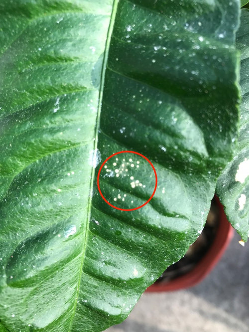 Spots on Lemon Tree