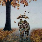 Shoaib Akram's photo